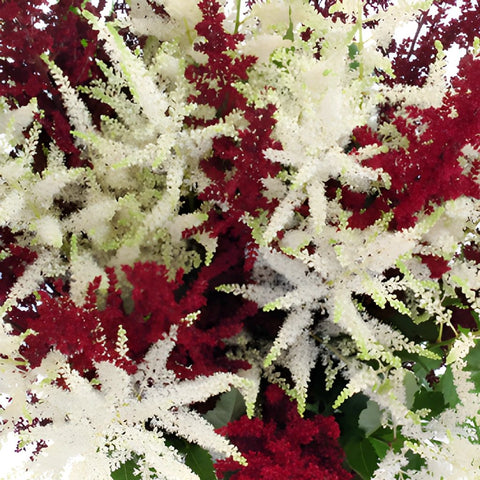 Red and White Festive Astilbe Flower November to April