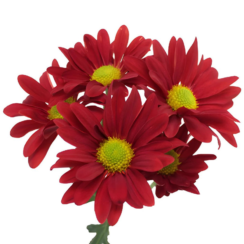 Fall Red Daisy Flower