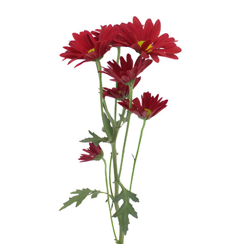 Fall Red Daisy Flower