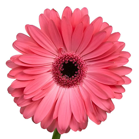 Gerbera Daisy Avenue Pink Flower Up close