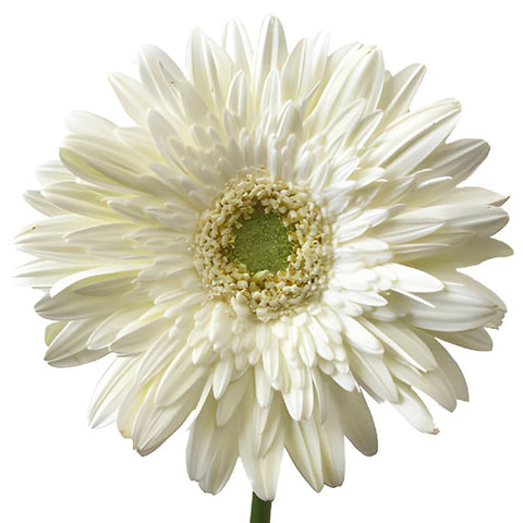 Gerbera Daisy Balance White Flower Up close