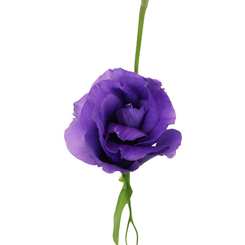 Balboa Purple Lisianthus Wholesale Flower Bloom