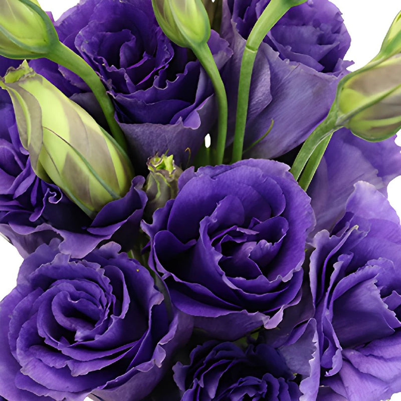 Balboa Purple Lisianthus Wholesale Flower Upclose