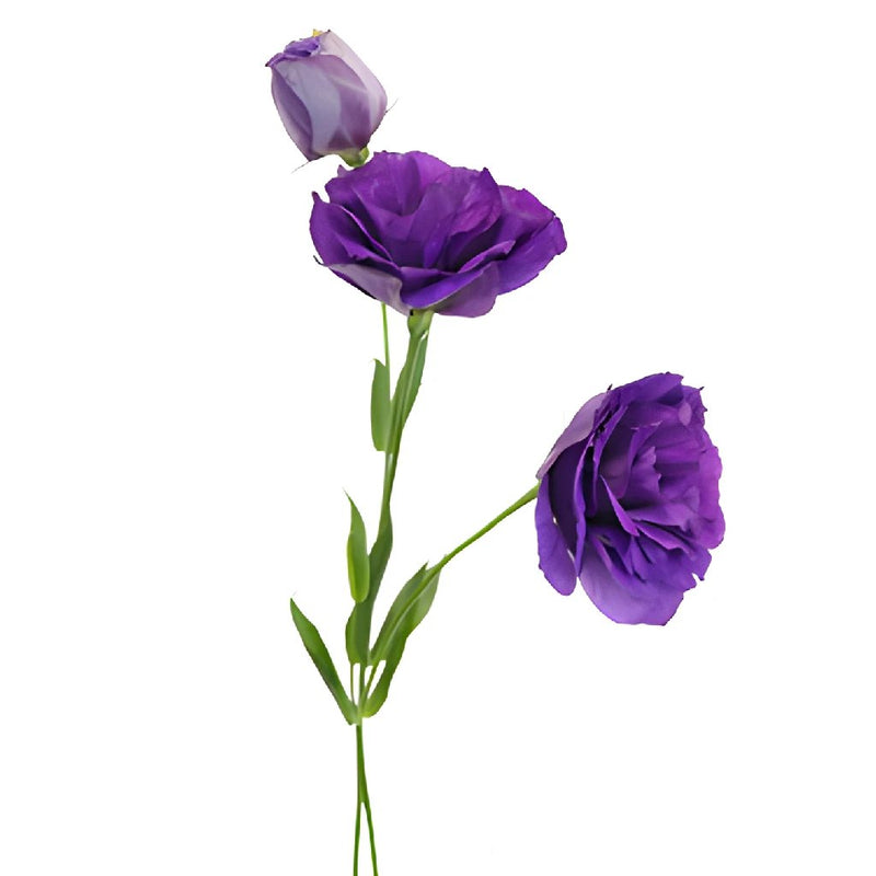 Balboa Purple Designer Lisianthus Wholesale Flower Stem