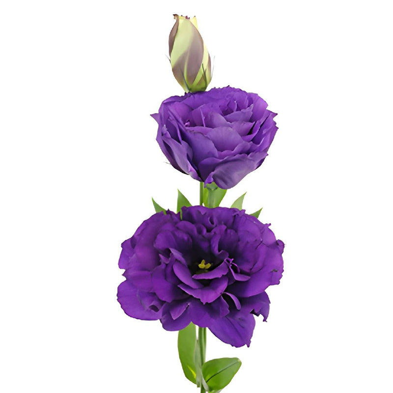 Balboa Purple Designer Lisianthus Wholesale Flower Bloom