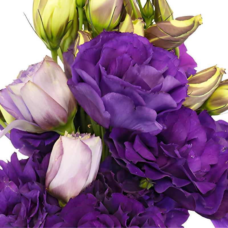 Balboa Purple Designer Lisianthus Wholesale Flower Upclose