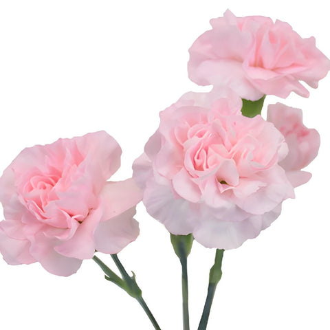Ballet Pink Mini Carnation Stem