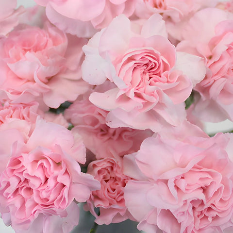 Ballet Pink Mini Wholesale Carnations Up close