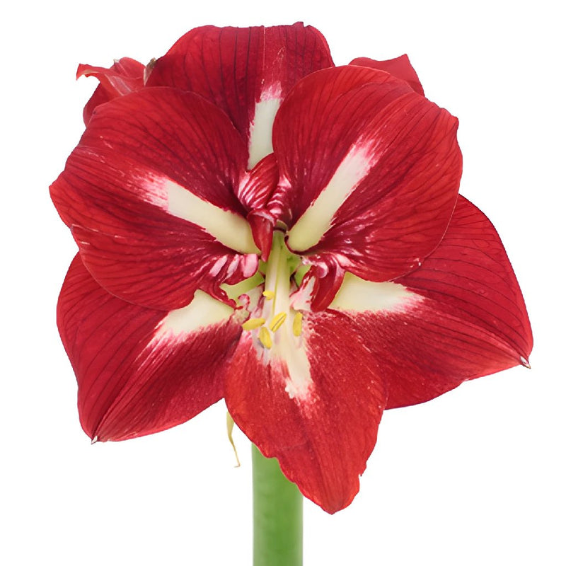Crimson Love Amaryllis Flower