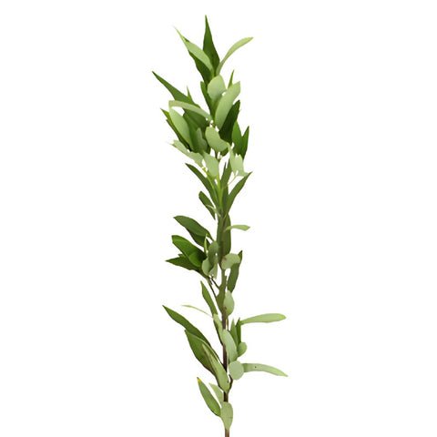 Fresh Cut Bay Leaf Herb for Flower Arranging