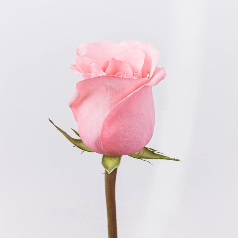 Be Sweet Pink Rose Stem