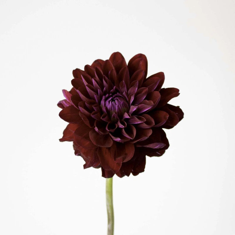 Berry Dahlia Burgundy Flower Stem