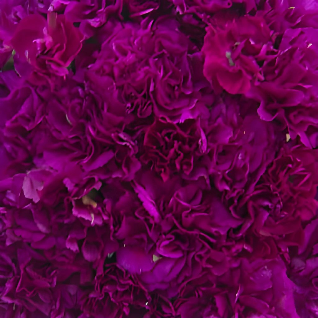 Carnations [2] wallpaper - Flower wallpapers - #35672