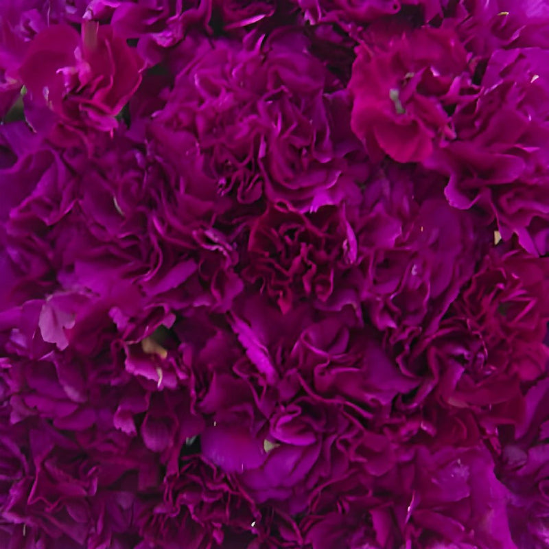 Berry Rush Wholesale Carnations Up close