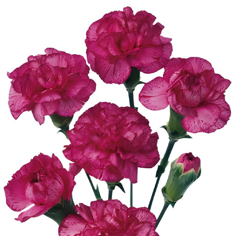 Bicolor Pink Mini Carnation Flowers Up Close