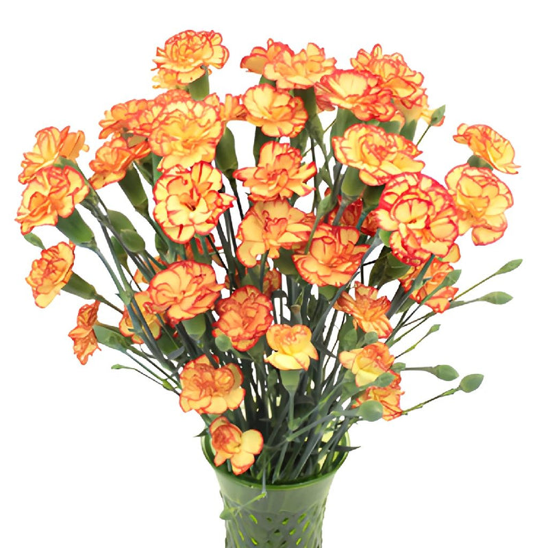 Bicolor Yellow Orange Carnation Flowers In a vase
