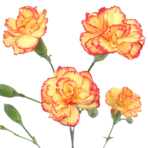 Bicolor Yellow Orange Carnation Stem