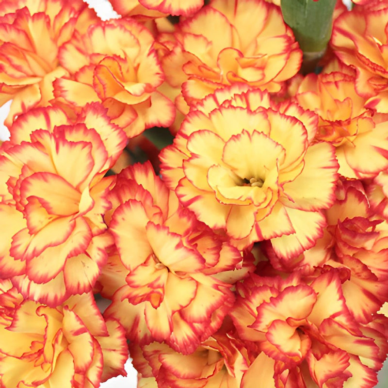 Bicolor Yellow Orange Wholesale Carnations Up close