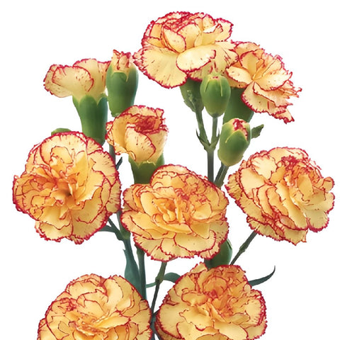 Bicolor Yellow Orange Carnation Bunch