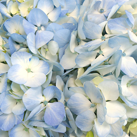 Bicolored Ivory and Blue Hydrangea Wholesale Flower Up close