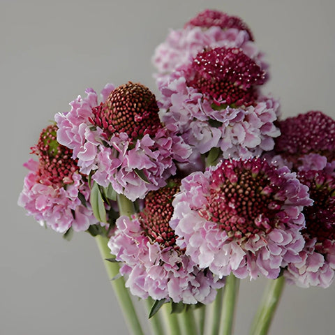 Bi-colored Pink Flower Focal Scabiosa