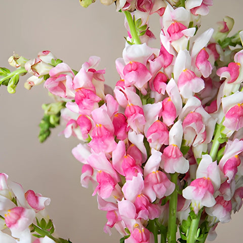 Snapdragon Bicolor Light Pink and White
