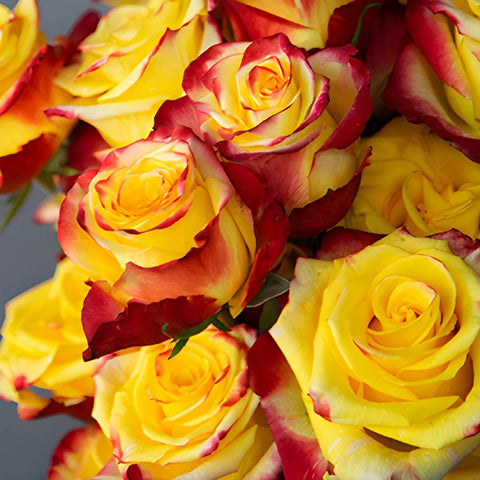 Bicolor Yellow Roses Fresh Cut