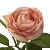 Biedermeier White and Pink Sweetheart Garden Rose