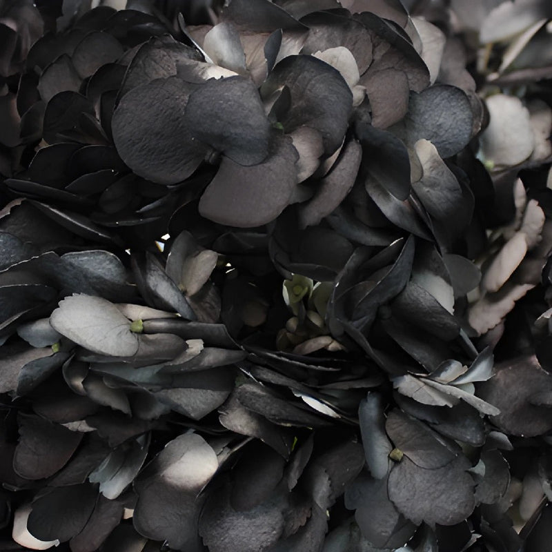 Black Airbrushed Hydrangea Flower Up Close