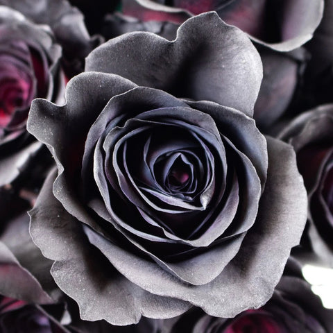 Black Widow Rose Flower Up Close