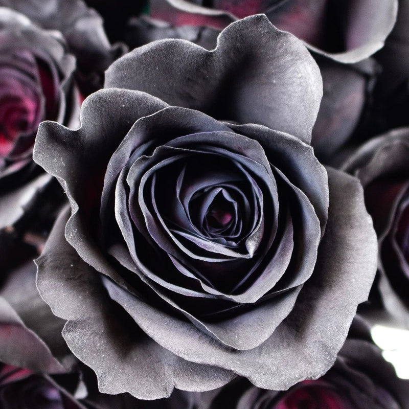 Petal Garden - Silk Rose Petals - Black