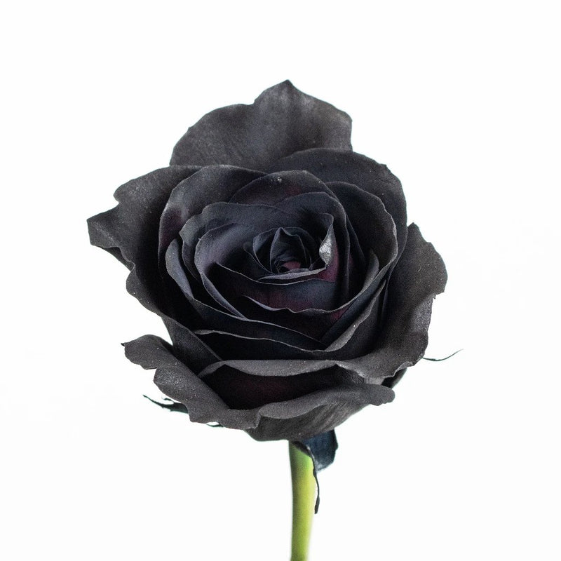Black Widow Rose Flower Stem
