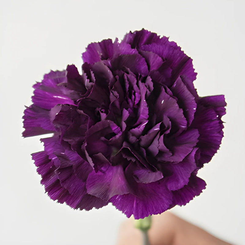 Blackish Purple Carnation Bloom