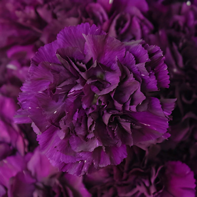 Blackish Purple Wholesale Carnations Up close