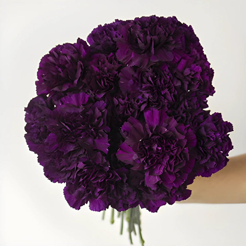 Blacking Purple Carnation Bunch in a hand