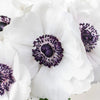 White with a Hint of Blush Fresh Cut Anemone Flower