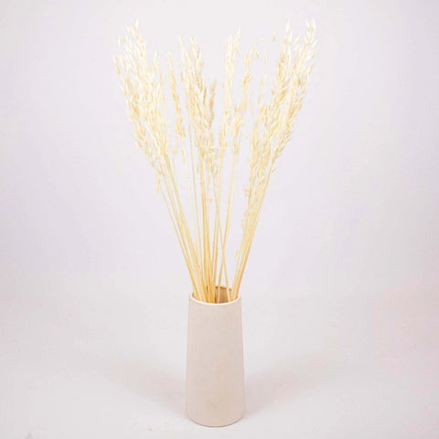 Bleached Dried Oats Flower Bunch in Vase