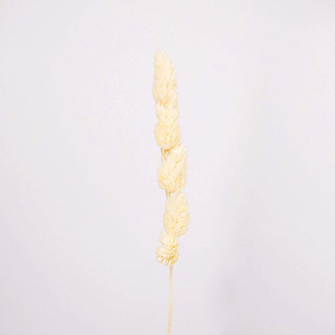Bleached Dried Orchad Flower Stem