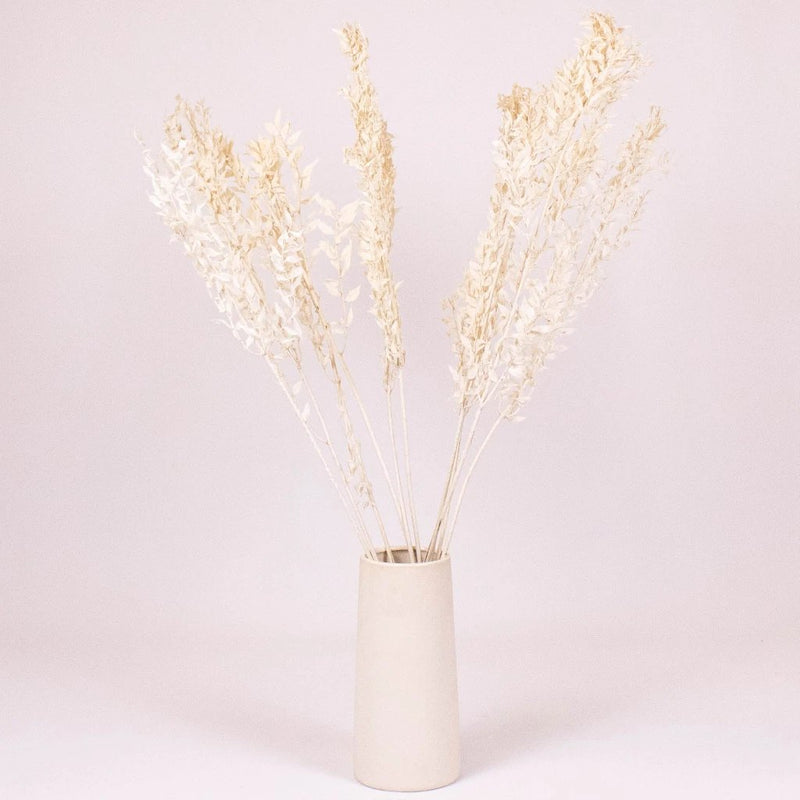 Bleached Dried Italian Ruscus Greenery in Vase