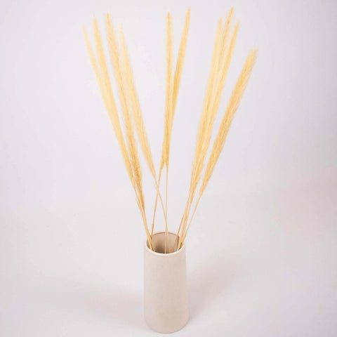 Bleached Dried Typha Flower Bunch in Vase
