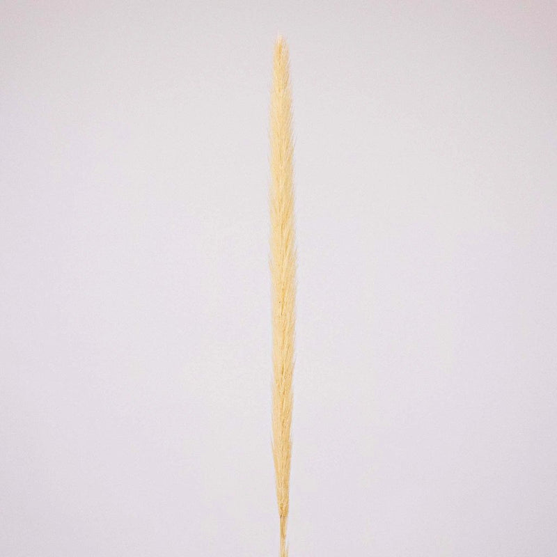 Bleached Dried Typha Flower Stem