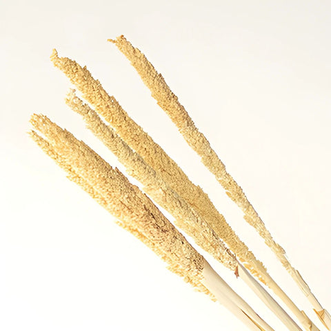 Bleached Gorso Rustic Dried Grass