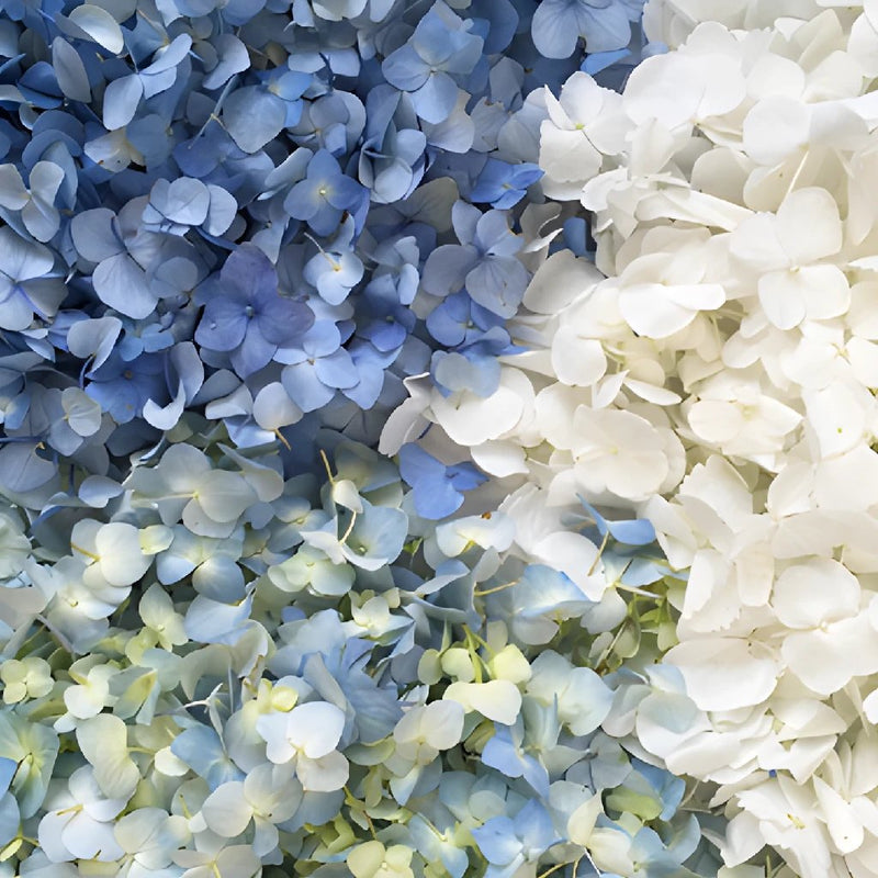 Blue and White Hydrangea Flower Petals