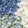 Fresh Hydrangea Petals Blue and White Mix