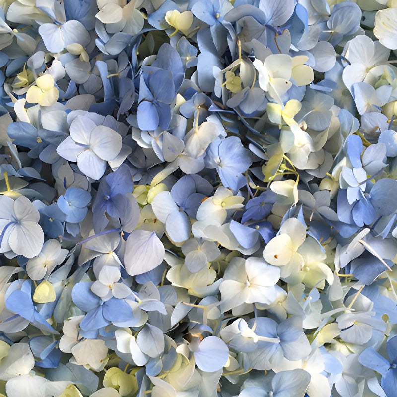 Blue Bliss Hydrangea Flower Petals Bulk