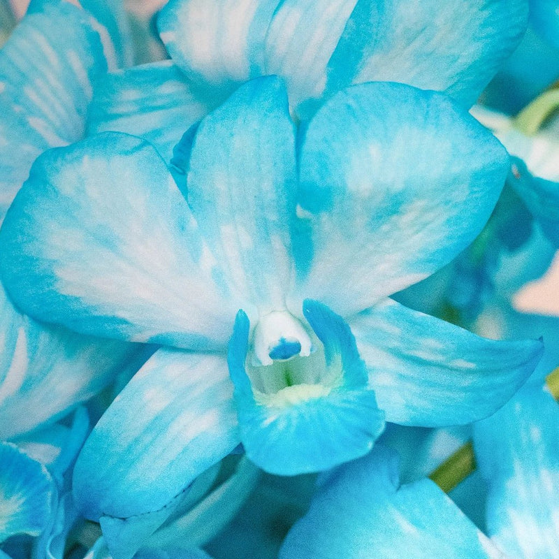 Orchids Blue Wholesale Flower Up Close