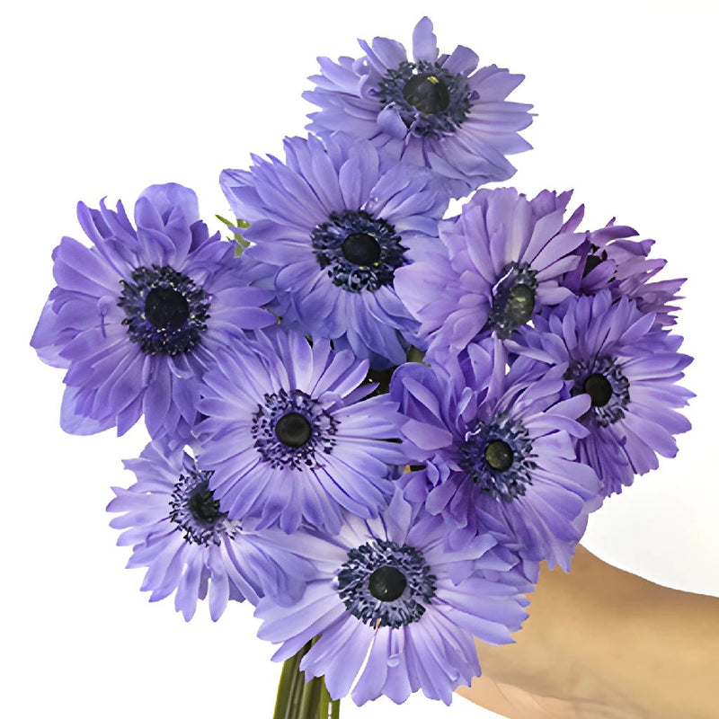 Blue Full Star Anemone Wholesale Flower Stem