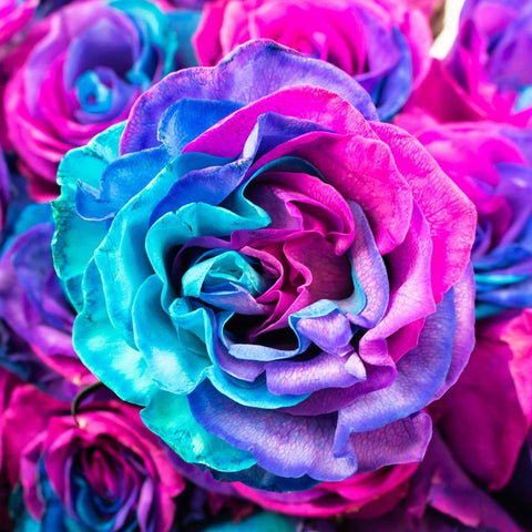Blue Pink and Purple Rose Flower Up Close