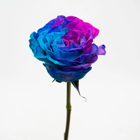 Blue Pink and Purple Rose Flower Stem