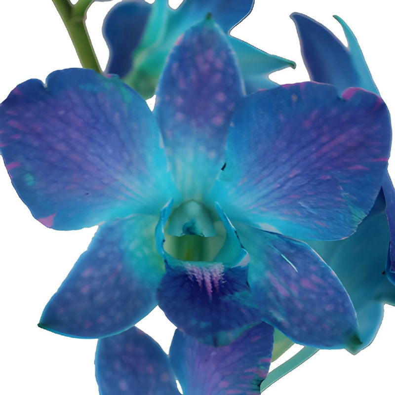Wholesale Blue Raspberry Loose Orchid Blooms ᐉ bulk Blue Raspberry